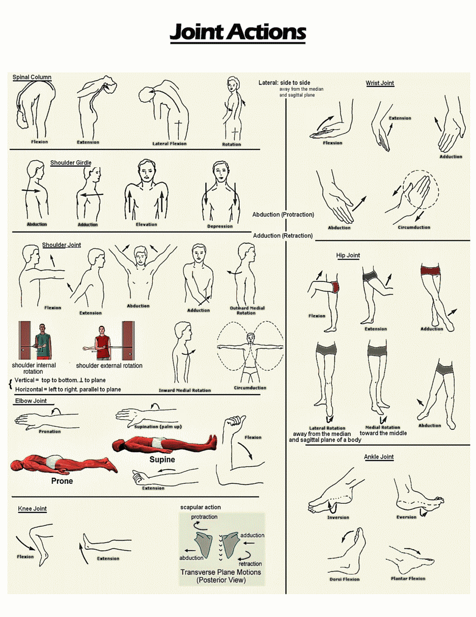 Nasm Muscle Chart