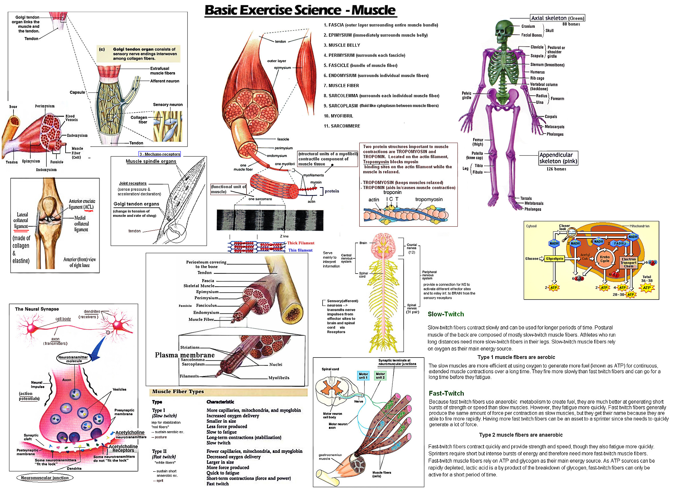 Nasm Muscle Chart